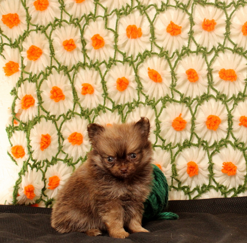 puppy, for, sale, Pomeranian, Matthew B. Stoltzfus, dog, breeder, Gap, PA, dog-breeder, puppy-for-sale, forsale, nearby, find, puppyfind, locator, puppylocator, aca